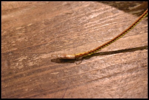 i-img600x405-17477820845428gzixlr5835.jpg